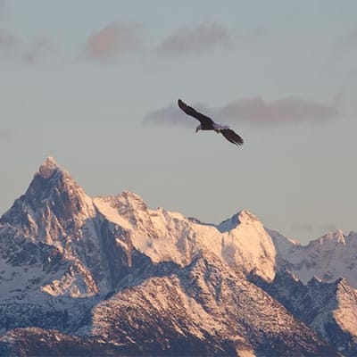 The late bull market and new approaches