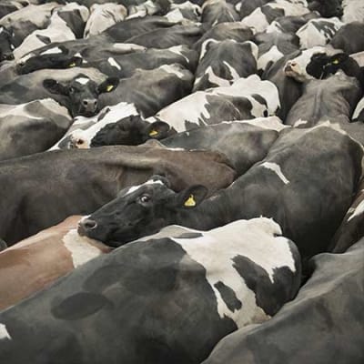 Un avenir inévitable : l’investissement durable pour seule solution