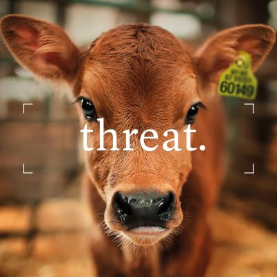 Rethinking agriculture – the next frontier of climate friendly investment