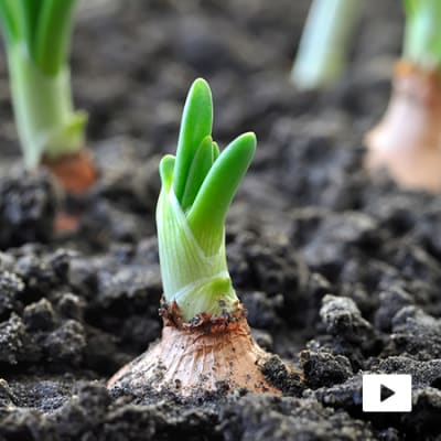 L'agricoltura di domani: come nutrire una popolazione in crescita preservando il pianeta?