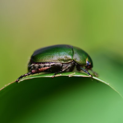The CLIC® Chronicles: Meet Ÿnsect, the French start-up raising beetles to tackle growing food demand