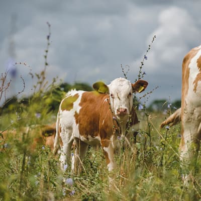FarmED – der Betrieb, der die Bodengesundheit in den Mittelpunkt stellt – Teil I