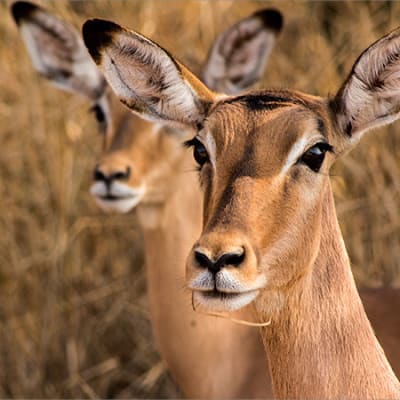 COP15 : une occasion unique de protéger l’indispensable biodiversité