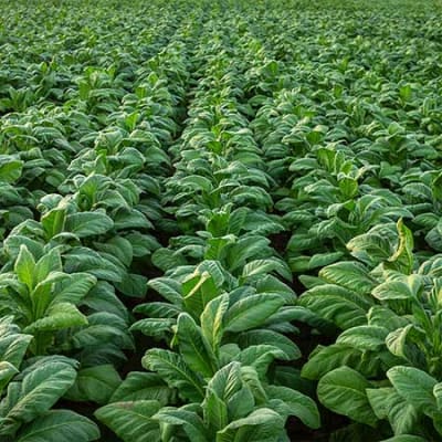 Wie gelingt ein Paradigmenwechsel? Rezepte zur Erhaltung der Biodiversität in der Landwirtschaft