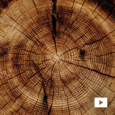 Les Chroniques CLIC® : L’arbre de vie : moteur de la bioéconomie circulaire