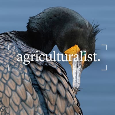 La générosité désintéressée des oiseaux marins