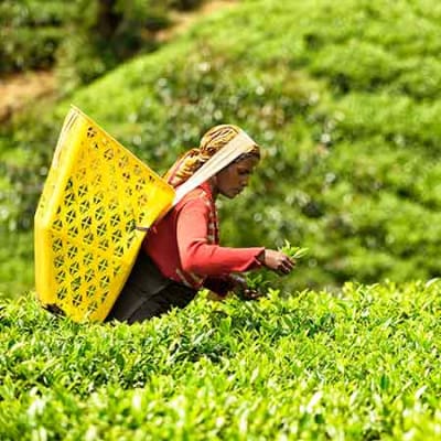 Une conversation avec un expert économique sur les pays en développement
