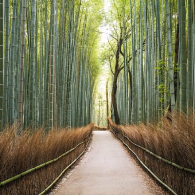 Japan's road to net-zero: between a rock and a hard place