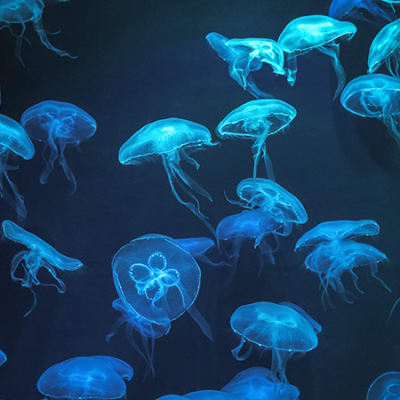 Could blue bonds save Asia’s threatened marine ecology?