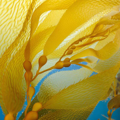 Plastic wrap: from seaweed biopolymers to Europe’s new law for cutting packaging waste
