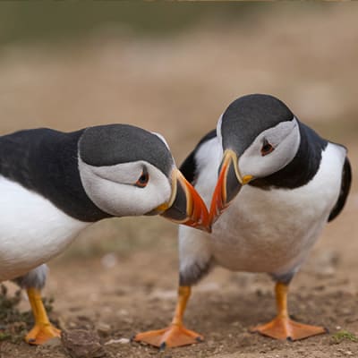 Sustainability watch: loss and damage fund, offshore wind, and cleantech