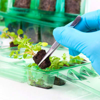 Building new food systems with GM crops