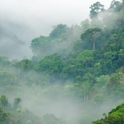 How to double climate ambition with international carbon markets