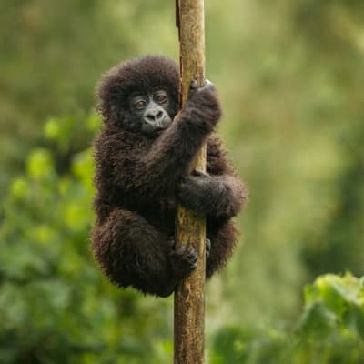 Sustainability watch: global carbon pricing, biofuels adoption, and American Climate Corps