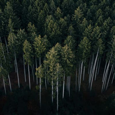 Finding equity opportunities in the deforestation fight