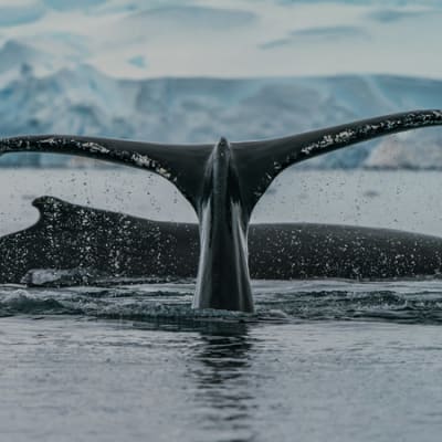 Will COP15 secure a Paris Agreement for biodiversity?