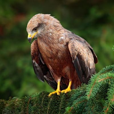 Opportunities arise as central banks yield to the inevitable