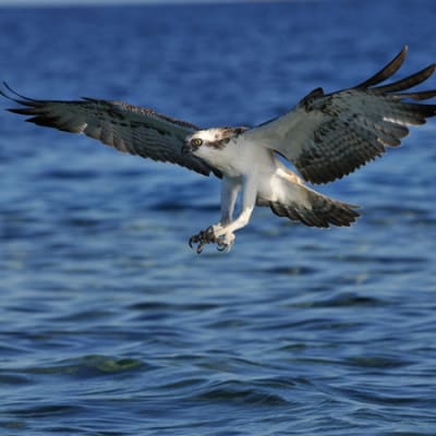 Yield opportunities in a challenged EM fixed-income universe