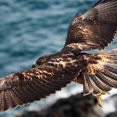 Will the ECB use corporate-bond purchases to target net zero?