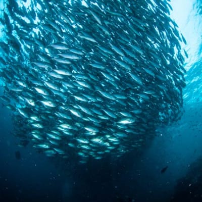 Mission creep: what's really driving ESG underperformance? 