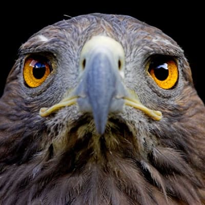 Peak hawkishness: a fixed-income response