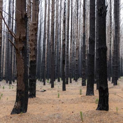 How does Silvercrest address the forest management challenge?