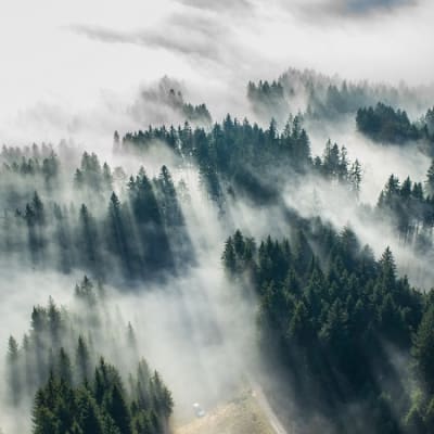 Forest Investor Club: investing in nature on the way to net zero