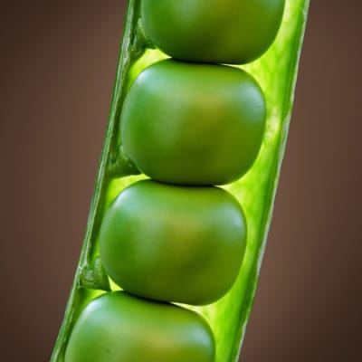Das Aufkommen neuer Ernährungssysteme