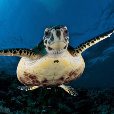 Arctic plastics, low-carbon milk and banks’ CO2 disclosures: key sustainability news