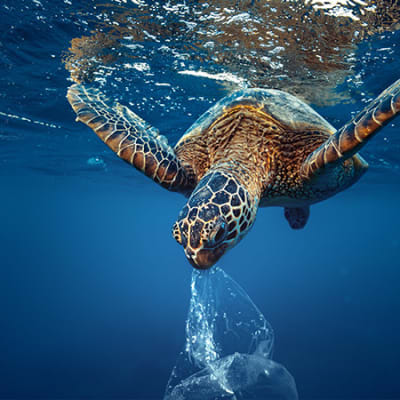 Turning the tide on plastics