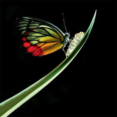 Silvercrest launches Natural Capital strategy