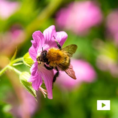 Natural farming seeds innovation