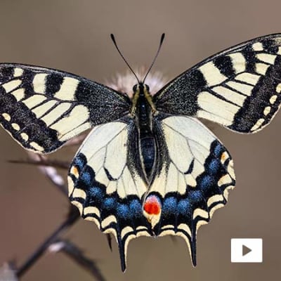The Butterfly Effect: Harnessing and Preserving the Power of Nature