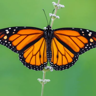 Silvercrest launches Natural Capital strategy