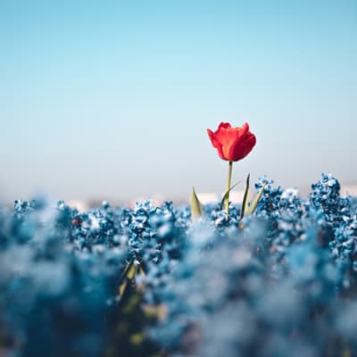 Dispersion in a LUV-shaped recovery