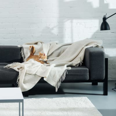 In the demographic winter, will we prefer pets to children?