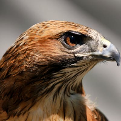 Fallen angels: stronger supply signals opportunity in high yield