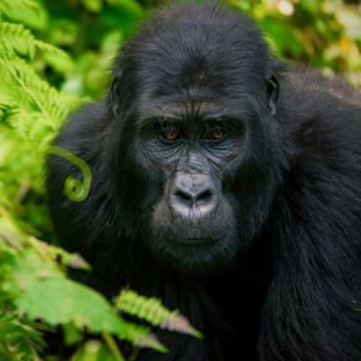 The end of combustion engines, melting glaciers and Africa’s biodiversity crisis