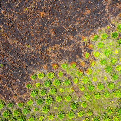 For the palm oil industry, how sustainable is sustainable?