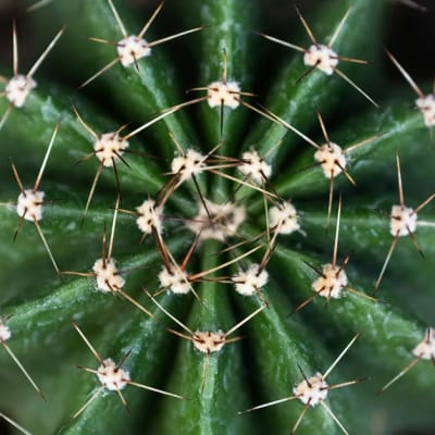 La bioéconomie circulaire est une force de la nature