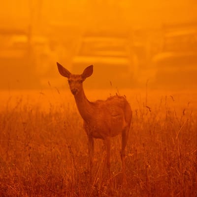 Construire une bioéconomie circulaire pour répondre à la menace croissante des incendies de forêt