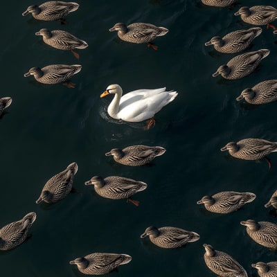 Away from the pack: how convertibles enhance portfolio diversification beyond equity and credit markets 