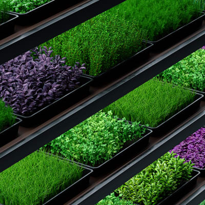 Sviluppo in altezza: il settore dell’agricoltura verticale risente del rallentamento degli investimenti, ma le aziende leader hanno potenziale di redditività