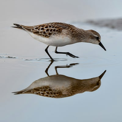 LOIM recommits to Japan’s Stewardship Code