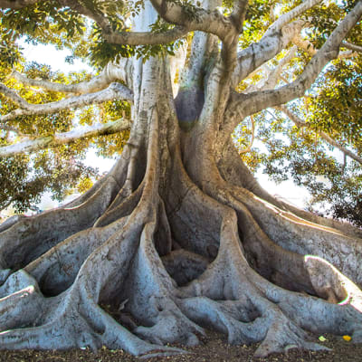 Les obligations souveraines revisitées