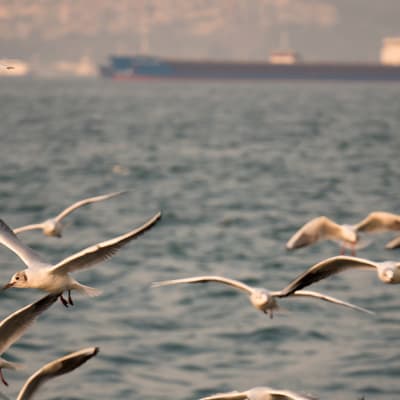 Conflict pushes sustainable solutions up the agenda