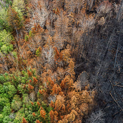 La bioéconomie circulaire face au risque croissant d’incendies de forêt
