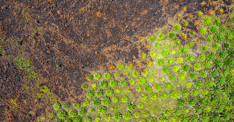 For the palm oil industry, how sustainable is sustainable?