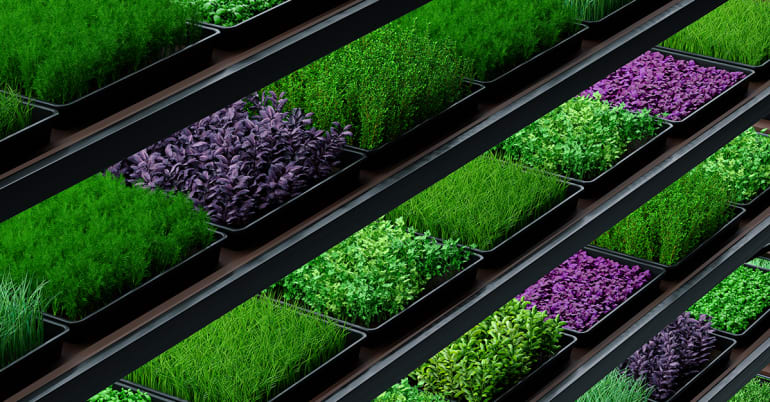 Growing up – vertical farming sector suffers investment slowdown, but leading firms prove profitability potential