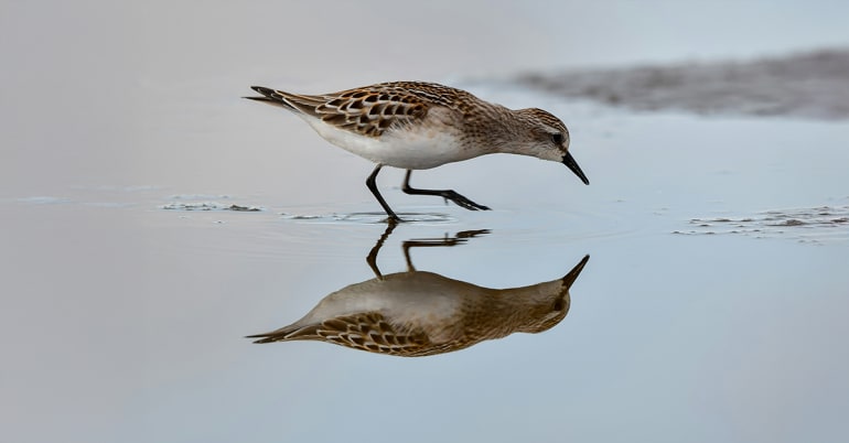 LOIM recommits  to Japan’s Stewardship Code